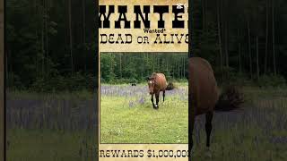 Wanted 2/3 horses #horse