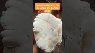 temuan baru jamur raksasa !! jamur apa ini ??