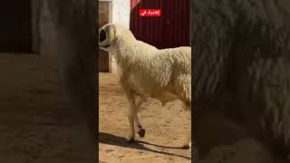 لأطول و أغرب حولي تقدر تشوفوا سبحان الله