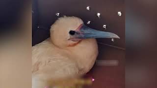 Saving red-footed booby and giving them a second chance at life | Animal rescue compilation