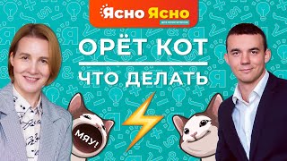 Орёт кот - что делать? | Интервью с ветеринарным врачом | Ясно Ясно для репетиторов