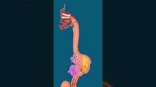 Example of digestive process.The digestive system includes the mouth, pharynx (throat) #food