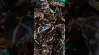 Dangerous live crab cleaning in ||🦀🦀🦞_dawdi Mahesh fish Shop#short #shorts #youtubeshorts #share