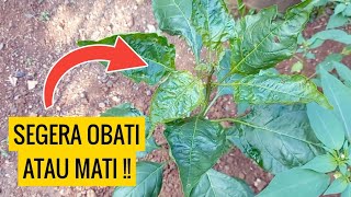 Cara Mengobati Daun Keriting Mengkerut pada Cabe dengan Pestisida Abamectin