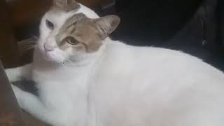 Cute Cat Compilation part 12