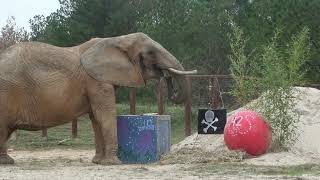 The Elephant Sanctuary | Nosey's 42nd Birthday