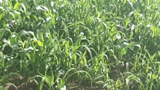 Super Summer Cover Crop Mix