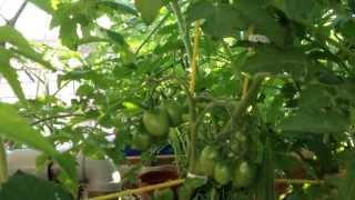 Aquaponics System 3 - kuwait الزراعة المائية