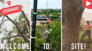 Welcome To Site - Leichhardt - Shane's Trees