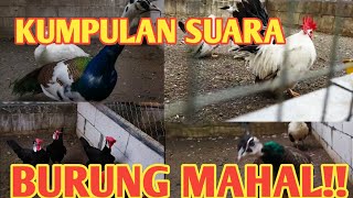 SUARA AYAM HITAM II SUARA AYAM KATE JEPANG II SUARA BURUNG MERAK II SUARA BURUNG LOVE BIRD CHINA