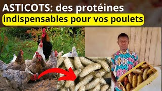 comment produire des asticots chez vous à la maison ???