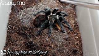 Gorby Exotics - Tarantula Feeding Highlight (Brachypelma kahlenbergi)