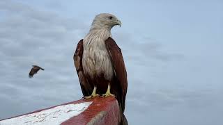 Birds: The Marvels of the Sky