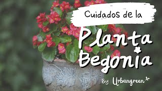 ¡Aprende de los Expertos! 7 Secretos para Cuidar tu Begonia como un Profesional