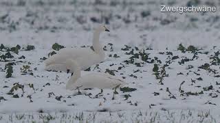 Zwergschwan und Singschwan _ Überwinterung _ #Vogelbeobachtung bei Espenhain Belgershain