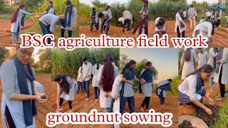 groundnut sowing// bsc agriculture field work // prectical classes