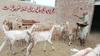 Taking care of goats at Aziz Cattle Farm