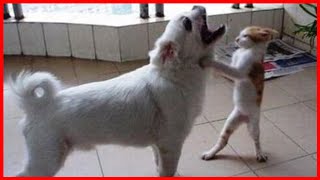 【FUNNY VIDEO】TRY NOT TO LAUGH (DOGS, CATS AND ANIMALS) #19