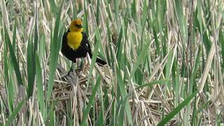 Yellow-headed Blackbird