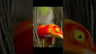 Burung Arsitek Pembuat Sarang Unik #shortvideo #animals