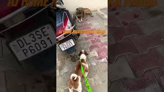 AJ hume mila coco Ka friend Oreo 🐶#htshorts #ytviral #doglover #viralvideo #viralshorts #viral