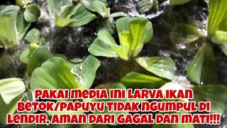 PAKAI MEDIA INI!!!TELUR, LENDIR, LARVA IKAN BETOK/PAPUYU TIDAK MENGGUMPAL KE LENDIR,LARVA PASTI AMAN