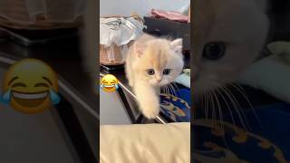 FUNNY CAT VIDEOS🤣||#catfunnyvideo #catlover #catshorts