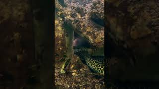 Honey Comb Moray Eel #eel #morayeel #fish #aquatic #shorts #youtubeshorts #youtubeshort #short #yt