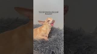 Works every time😏.. #chihuahua #dog #dogs #puppy #puppies