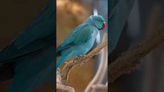 THE AMAZING BLUE PARROTS - AMAZING NATURE