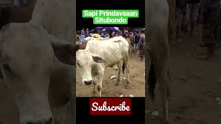 Sapi Prindavaaan Situbondo #sapi #pemburusapiimpian #shorts