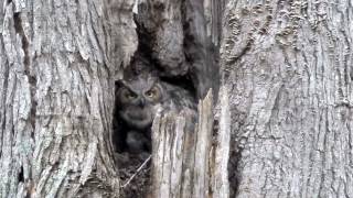 Great Horned Owl feeding her owlets - Geneva, IL 04/10/17