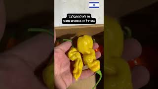 חיפשתם פלפלים חריפים❓ קיבלתם 🌶️🥵 הצגת זנים 23-24