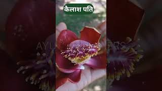 कैलाशपति का पेड़,latin name - couroupita guianensis#cannonballtree#kailashpatitree#ayurvedic#ayurved