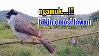 SUARA BURUNG KUTILANG JANTAN GACOR NGAMUK BIKIN EMOSI LAWAN