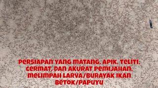 PEMIJAHAN YANG BAIK/BENAR 1 BASKOM DIPENUHI LARVA/BURAYAK, IKAN BETOK/PAPUYU