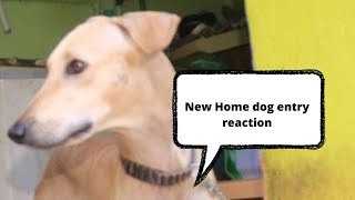 new home entry my chippiparai dog reaction | #dog #dogs #dogreaction #chippiparai #funny #fun