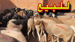 خروفات سلالة الدمان الاصيلة لانوك .. 🏅🐑 لــلــبـيــع