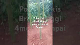 READY Pohon pakis Brazil solobium tinggi 4meter sampai 5meter harga 650 0895373682152