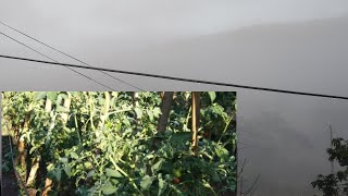 PLANTAÇÃO DE TOMATE NO INVERNO