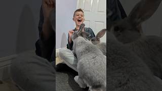 Giant Rabbits Get Treats ❤️