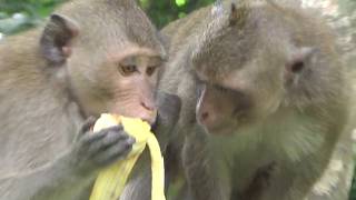 Monkeys Today Are Happy That They Got Food From Tourists.