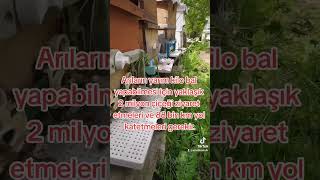 arıların gizemli dünyası #arı #bee #beekeeping #aricilik #arıcılık #bal