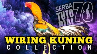 Koleksi Ayam Wiring Kuning