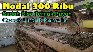 Ternak Puyuh Modal 300 Ribu