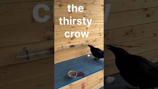 the hungry crow #biology #birds #facts #nature