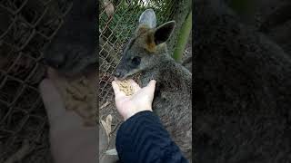 Malu-malu Wallabi(Bukan malu-malu kucing)@Phillip Island Australia