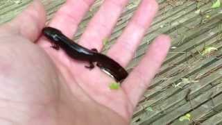 Strange unknown newt found in wildlife pond