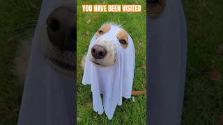 👻GHOST DOG visits YOU🐕🌹 #ghostdog #dogcostume #viral #doglover #dog #puppy #spookyseason #halloween