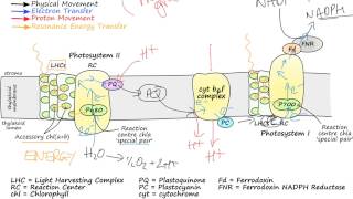 Photosynthetic Electron Transport